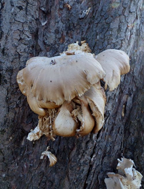 Over-mature fruiting bodies on horse chestnut in Greenwich Park, London.